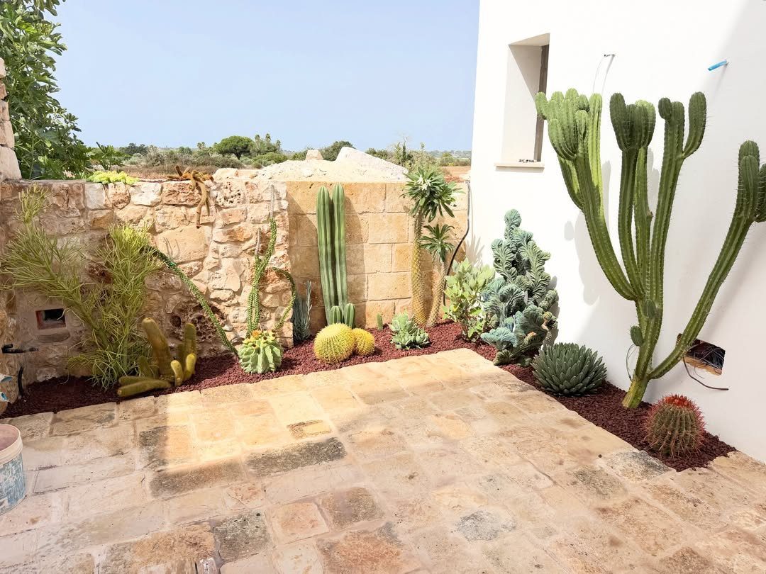 Various green and yellow cacti planted in a dark mulch border against stone and white walls.
