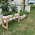 Green vegetable plants growing in white plastic buckets arranged on a wooden stand outdoors.