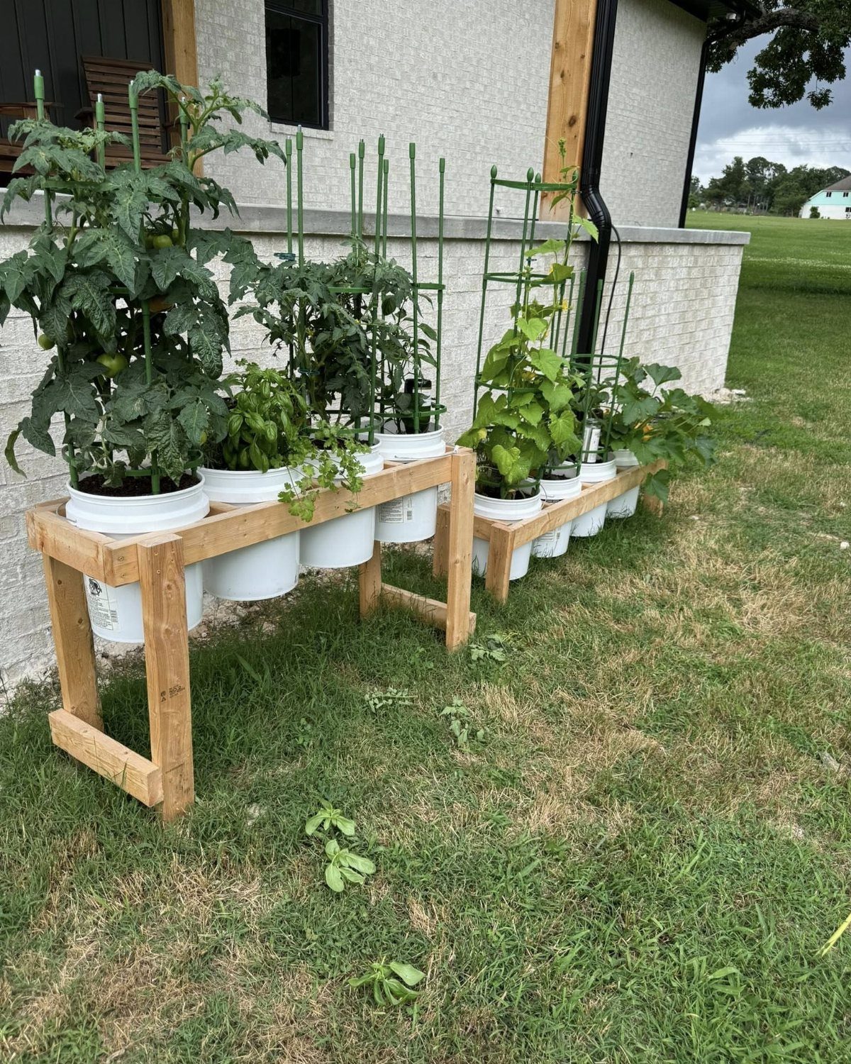 Green vegetable plants growing in white plastic buckets arranged on a wooden stand outdoors.