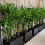 Black rectangular planter boxes with green palm plants lined up on a wooden deck.