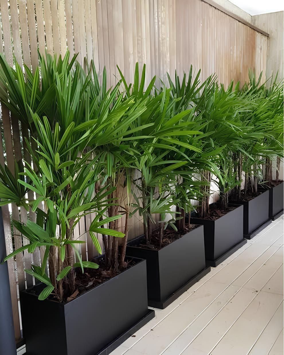 Black rectangular planter boxes with green palm plants lined up on a wooden deck.