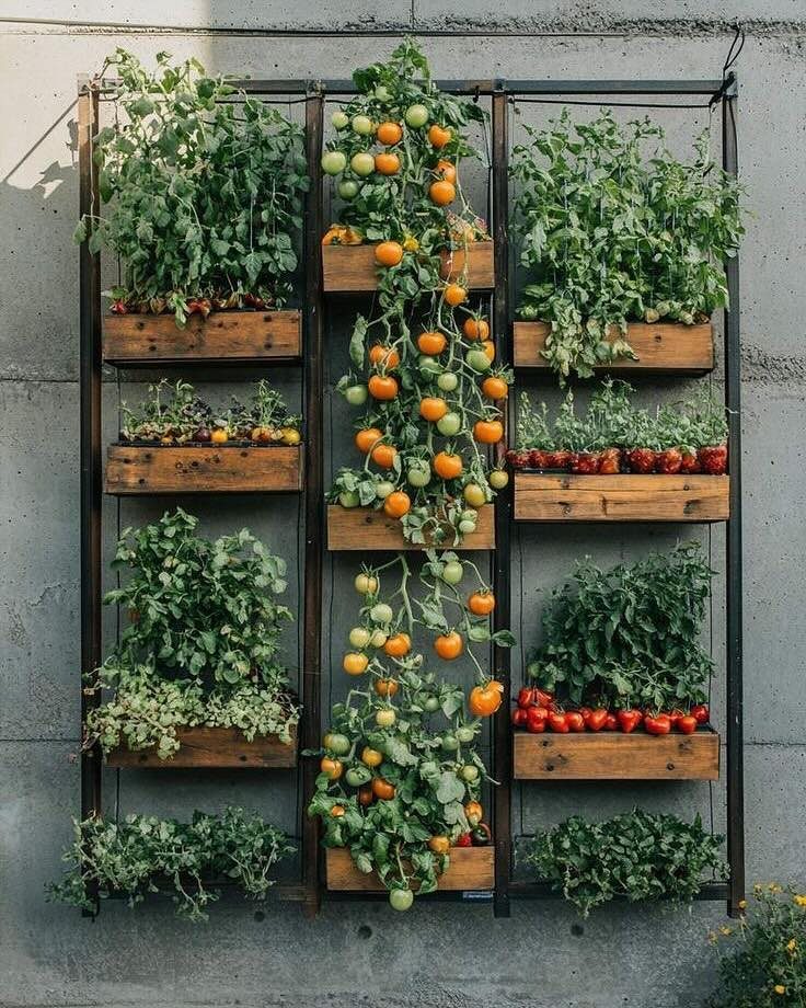 Vertical garden with wooden planters and tomato vines growing on a black metal frame against a wall.